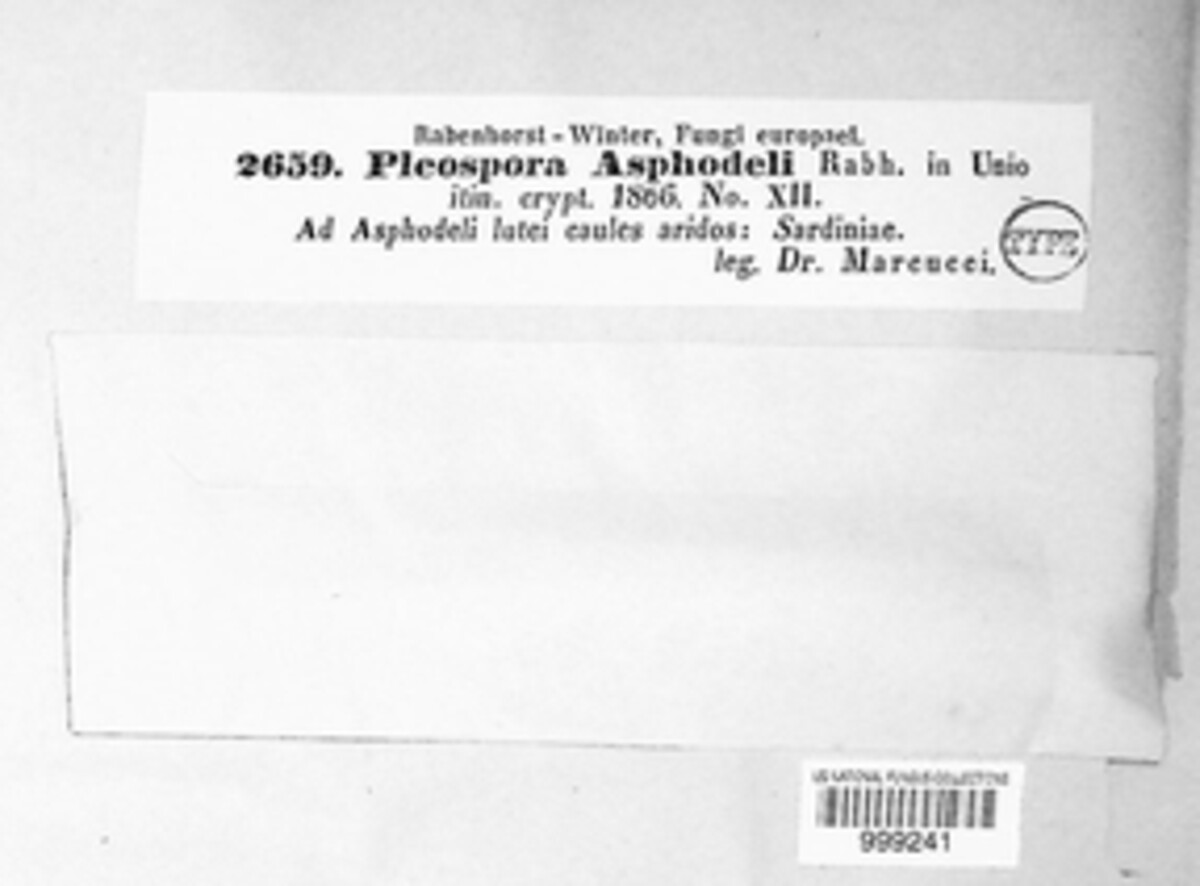 Pleospora asphodeli image